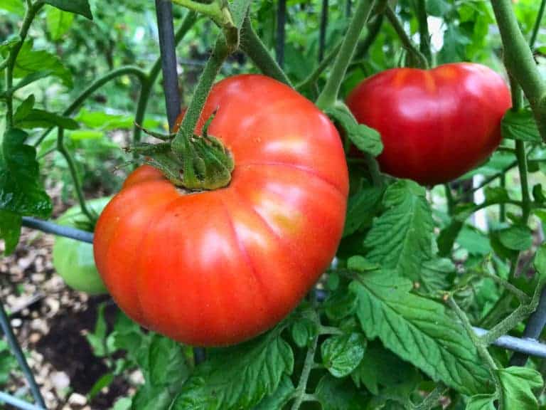 fresh garden tomatoes