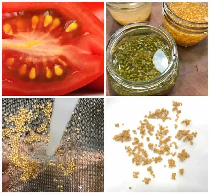 how to save tomato seeds