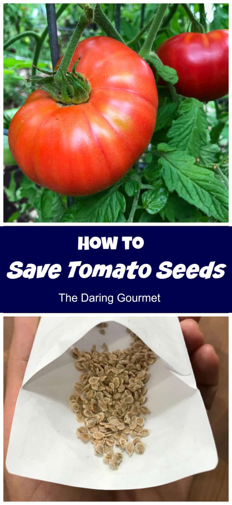How To Save Tomato Seeds and Store Them The Daring Gourmet