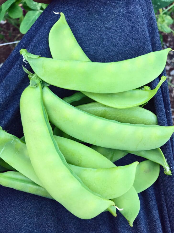 freshly picked sugar snap peas