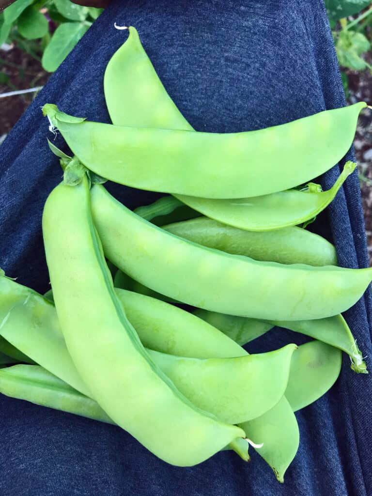 How To Cook Snap Peas The Daring Gourmet