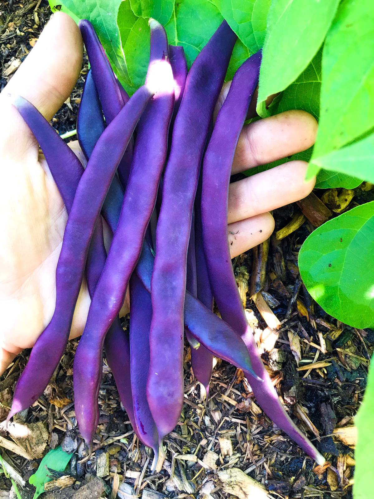 a beautiful purple variety from my garden