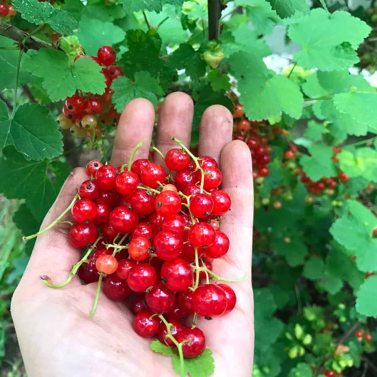 red currants freshly picked