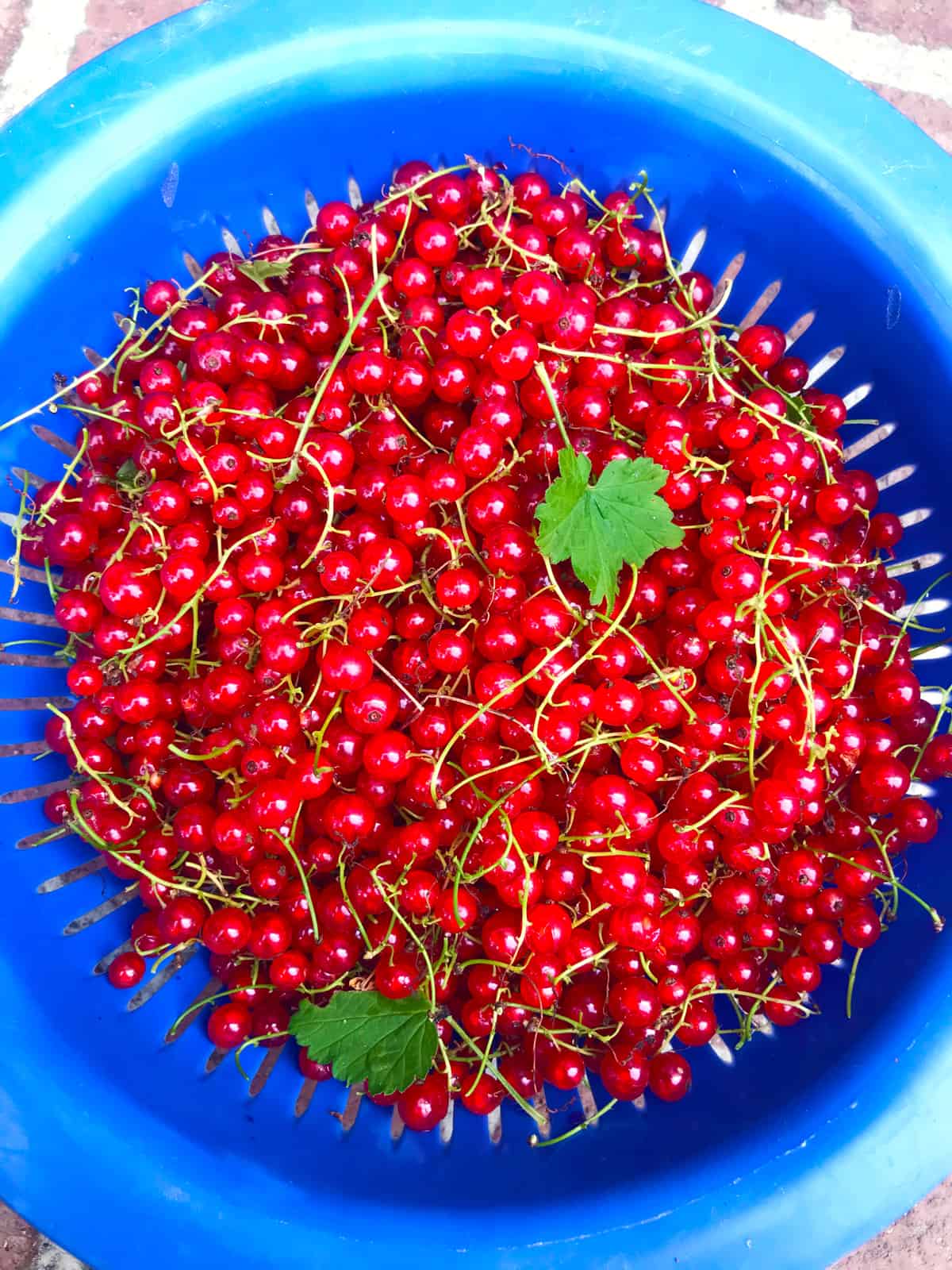 red currants in blue colander