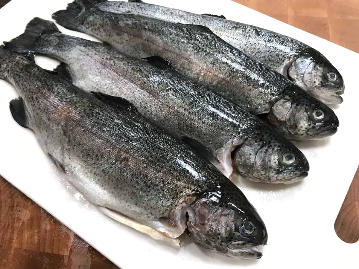 fresh whole trout