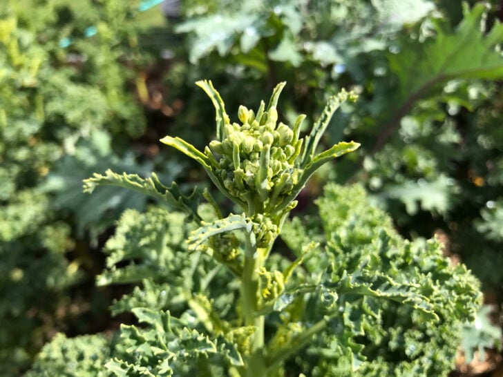 kale plants going to seed