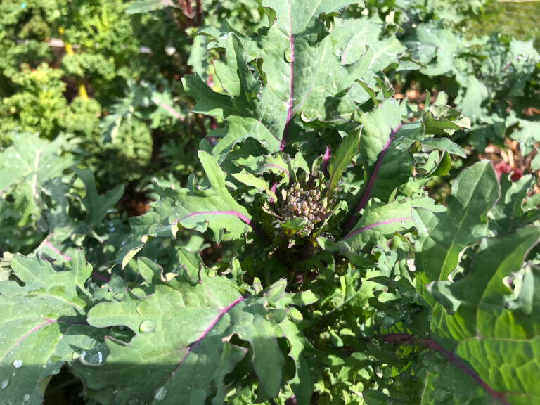 How to Save Kale Seeds The Daring Gourmet