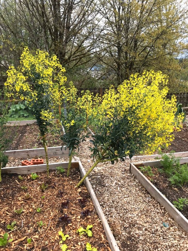 kale plants going to seed