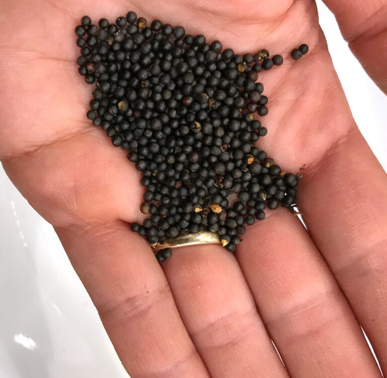 how to save kale seeds