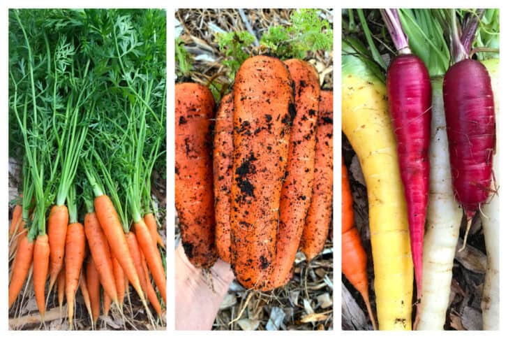 fresh carrots from garden for pickling