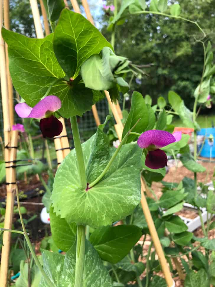 pea plant with blossoms