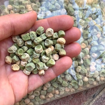 how to save pea seeds for next year heirloom open pollinated gardening