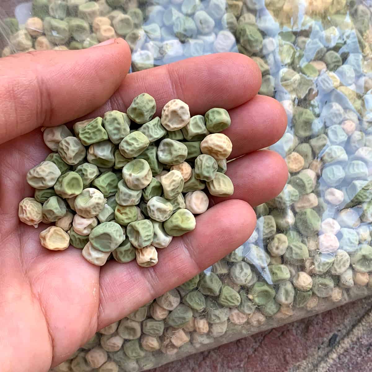 Saving Seeds: How to Collect and Preserve Pea Seeds for Future Planting