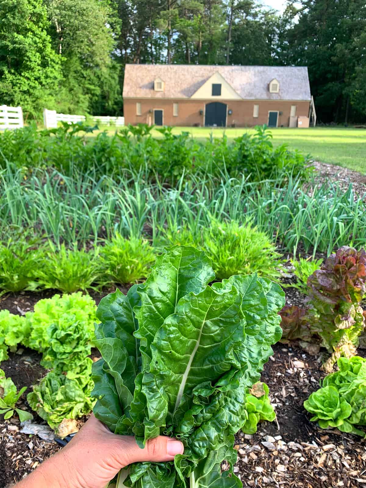 garden vegetables