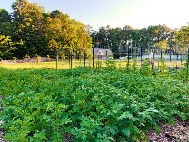 garden vegetables