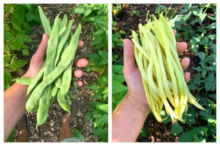 garden fresh beans green yellow
