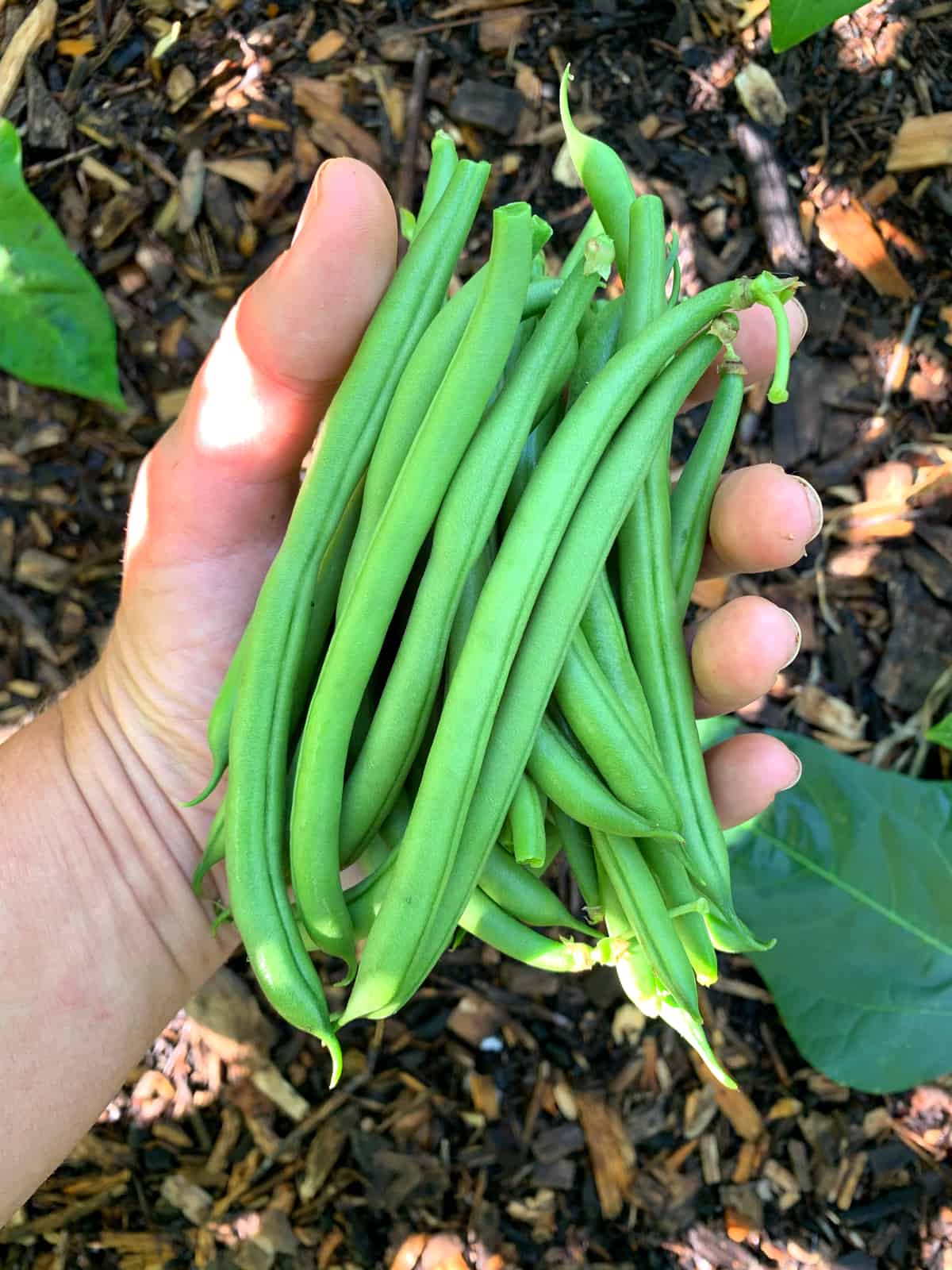 garden fresh green beans