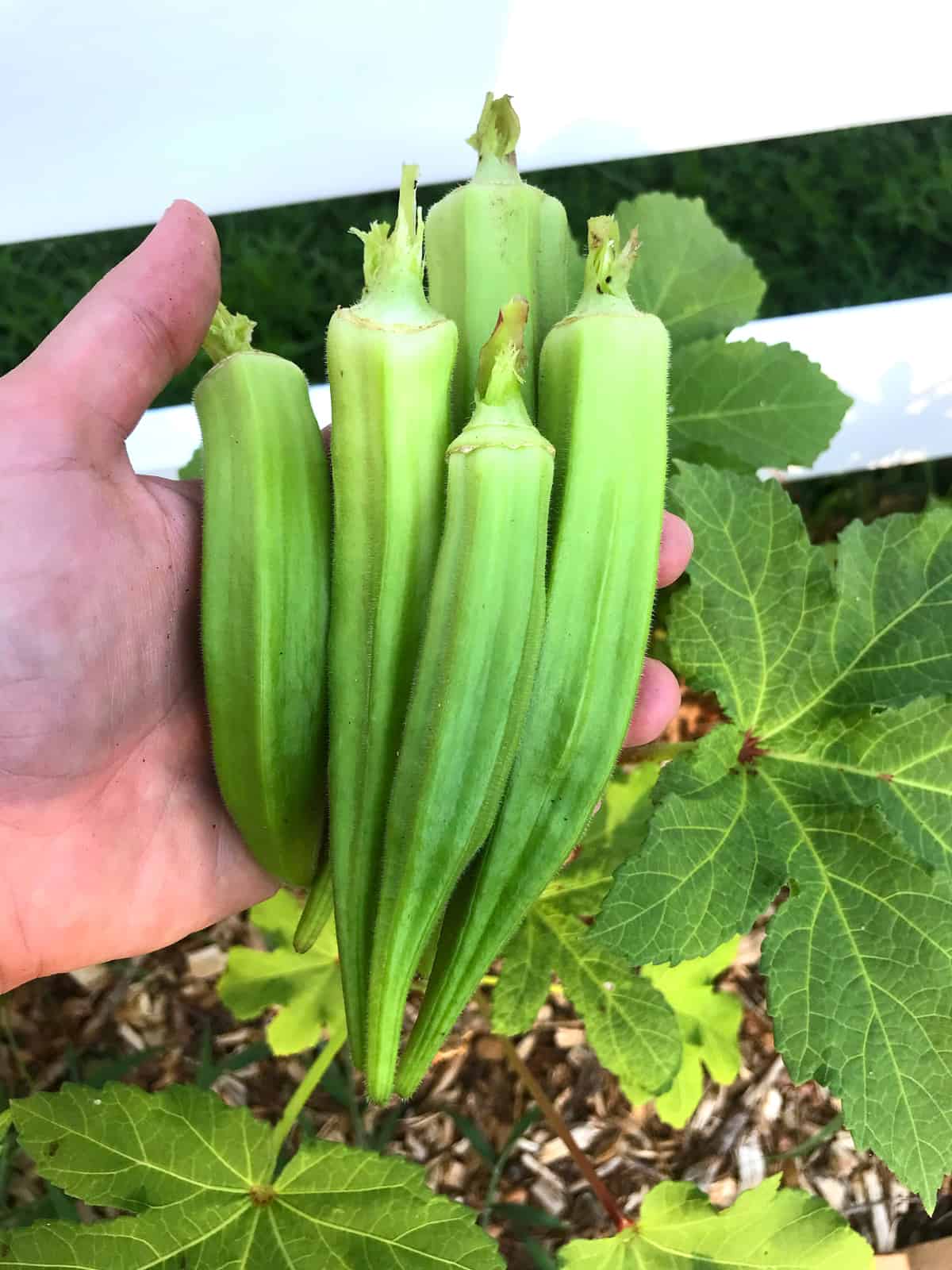 okra garden fresh