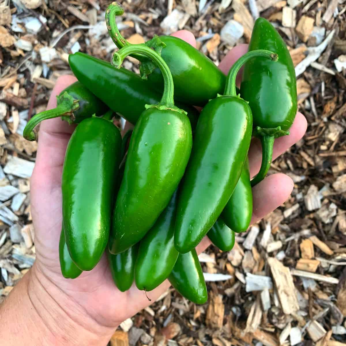 jalapenos freshly picked