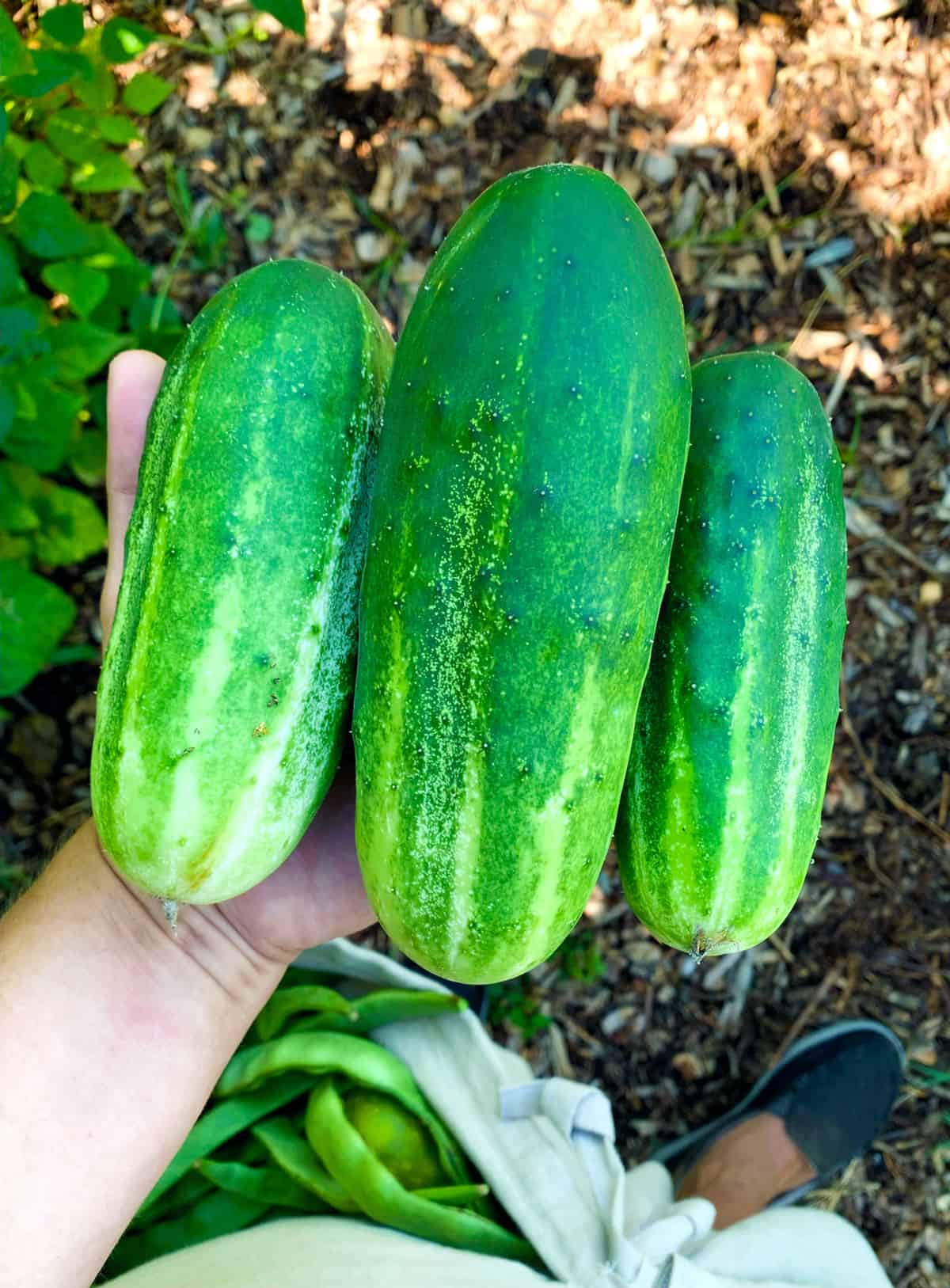 garden fresh cucumbers for pickling