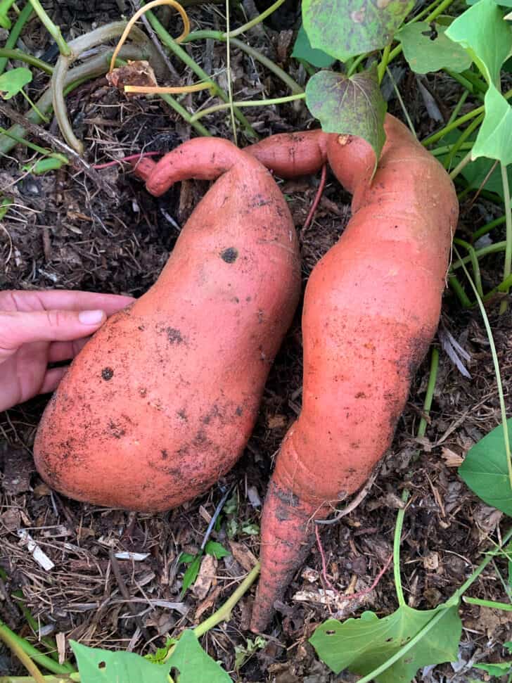 growing sweet potatoes gardening