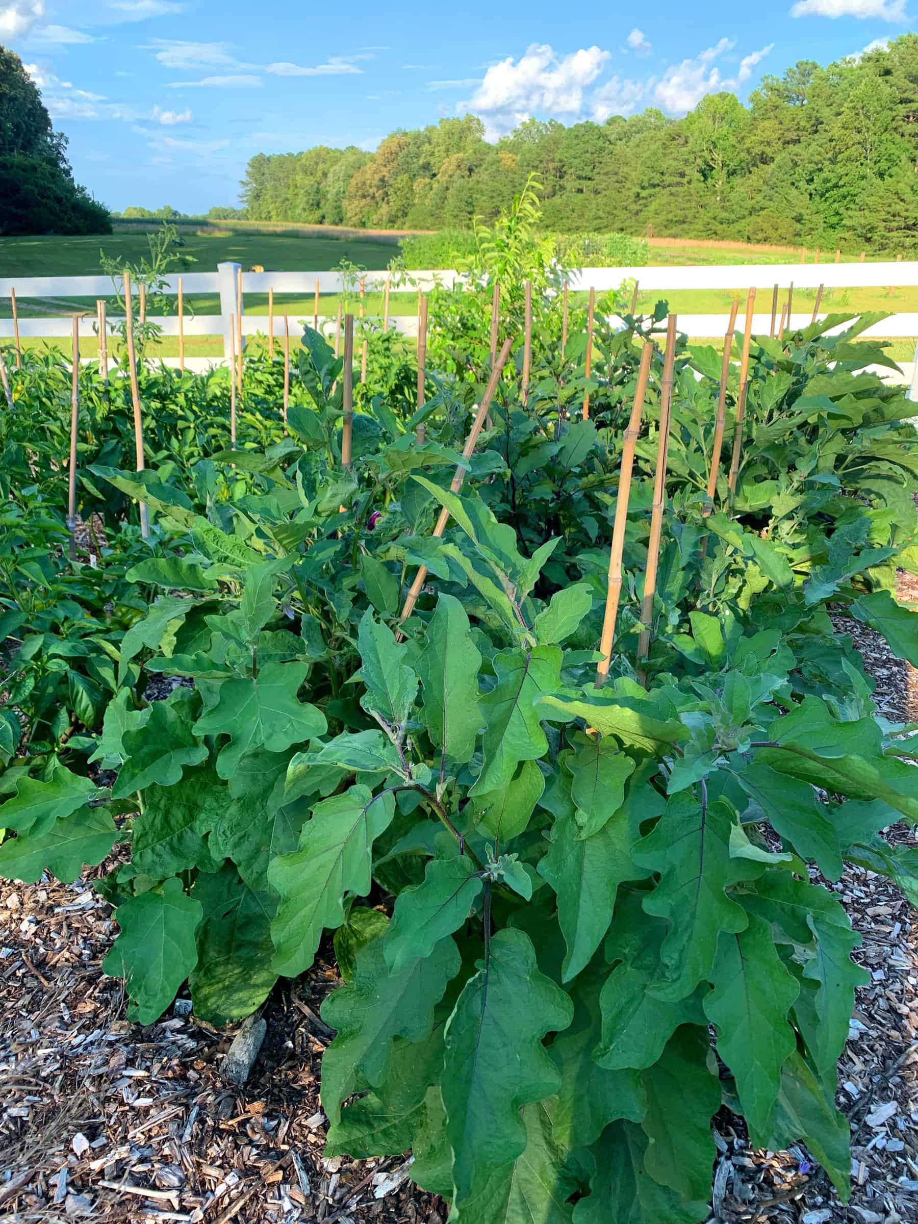 eggplant plants in organic garden