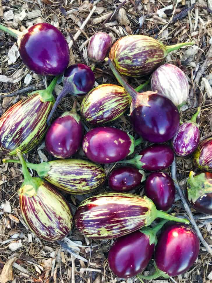 fresh eggplants in garden