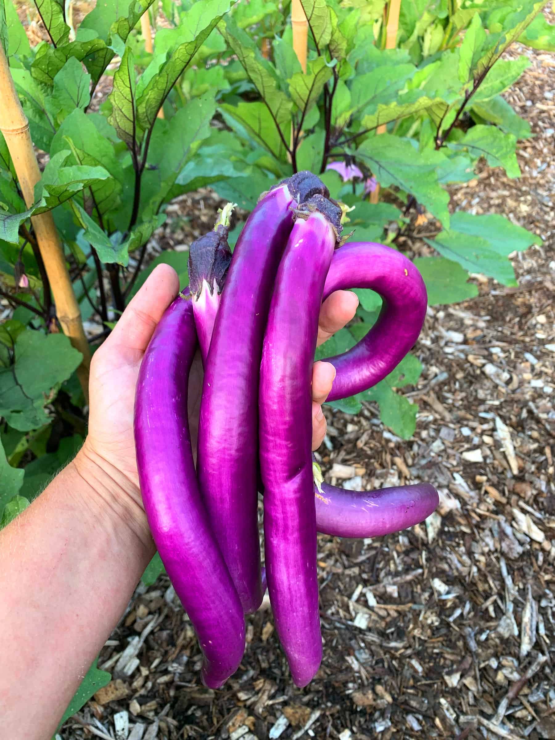 fresh eggplants picked in the garden