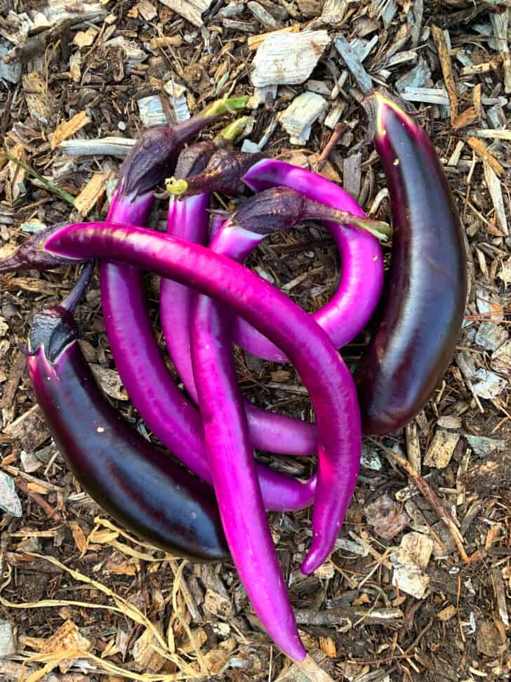fresh Asian eggplants in garden