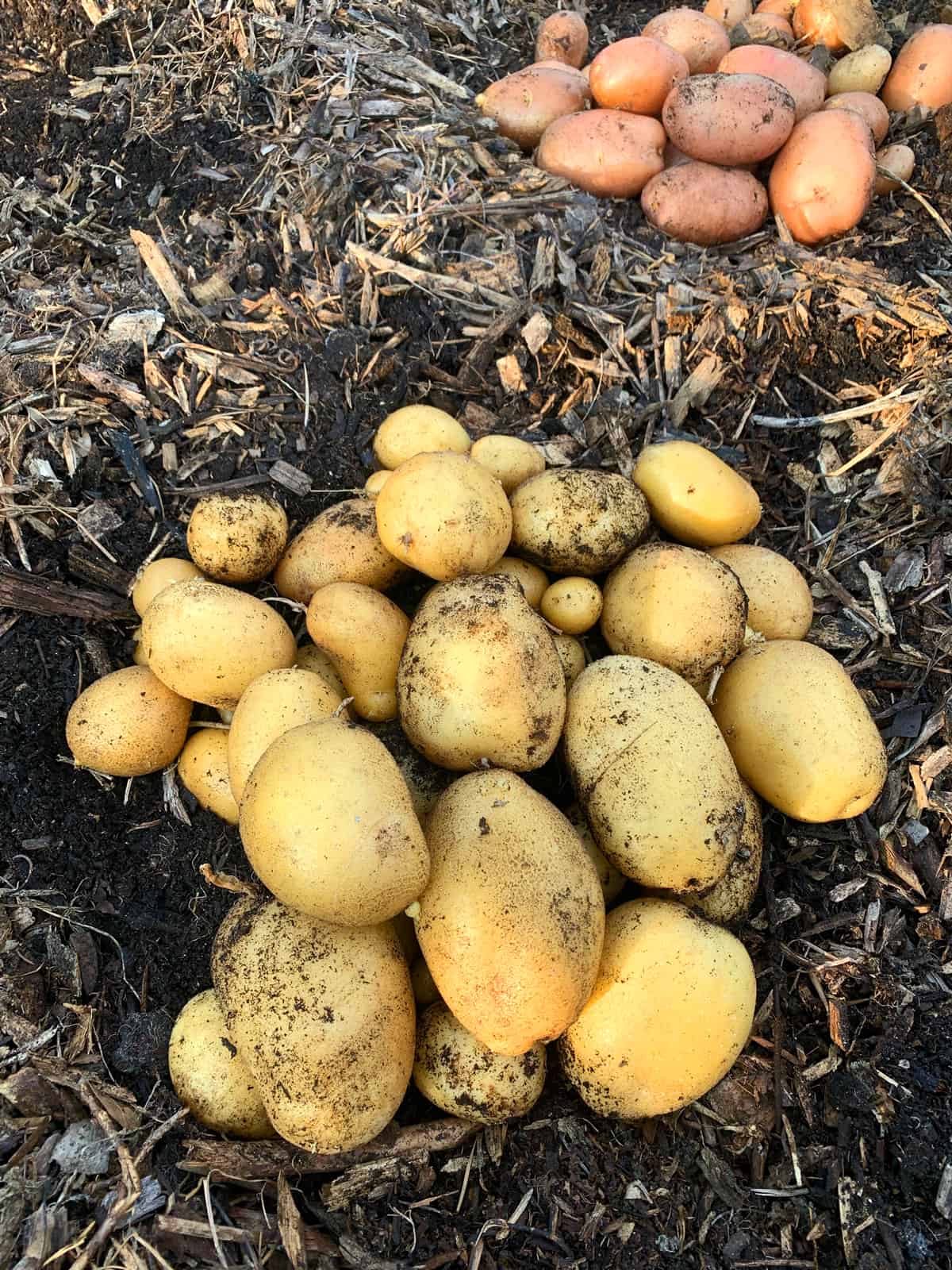 garden fresh potatoes the daring gourmet