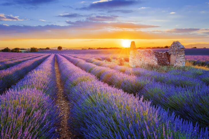 provence france lavender fields