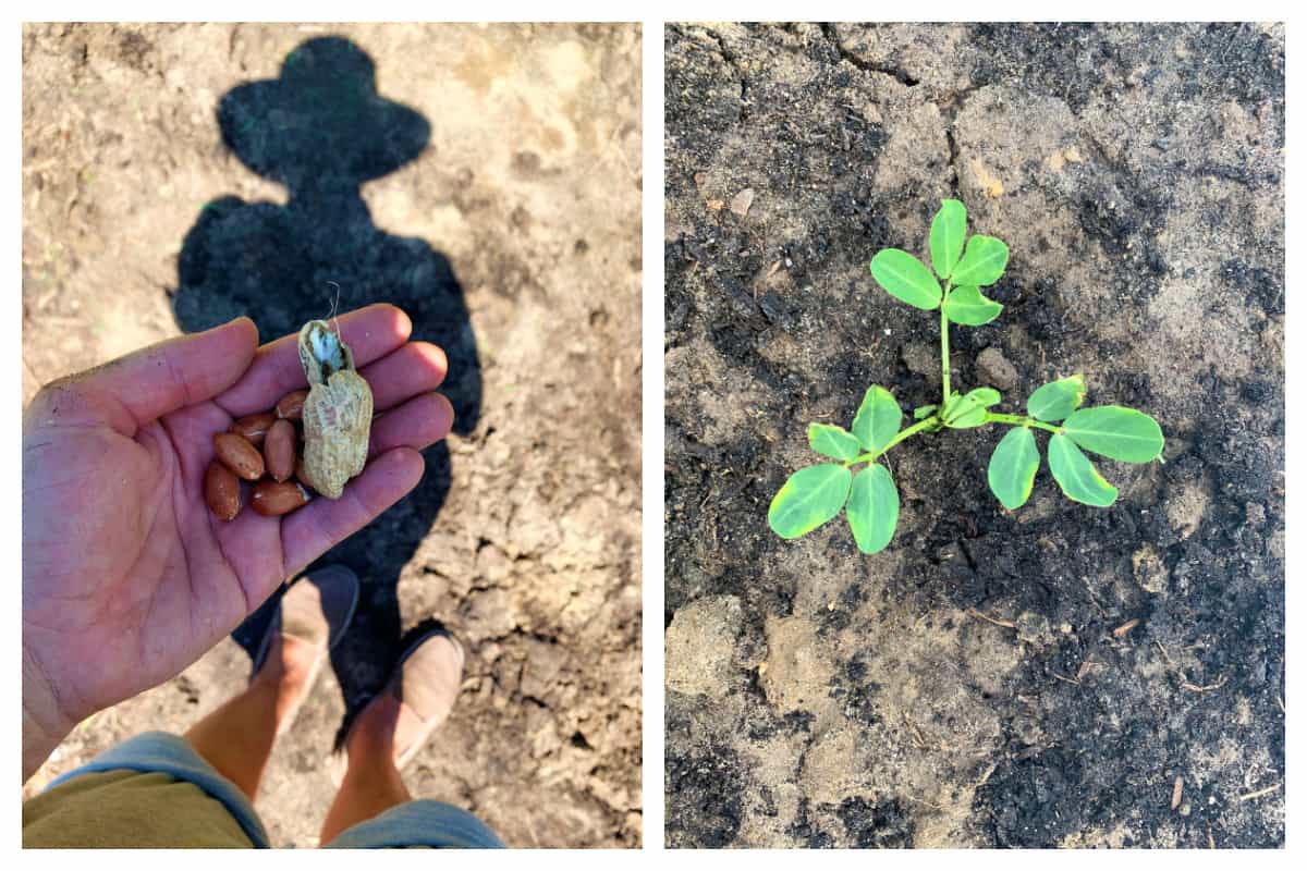 growing peanuts gardening organic