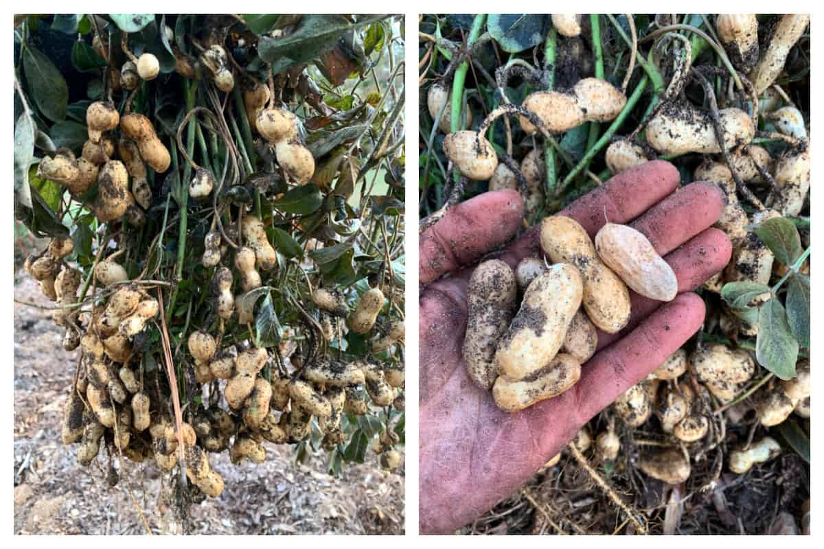fresh peanuts harvested in garden