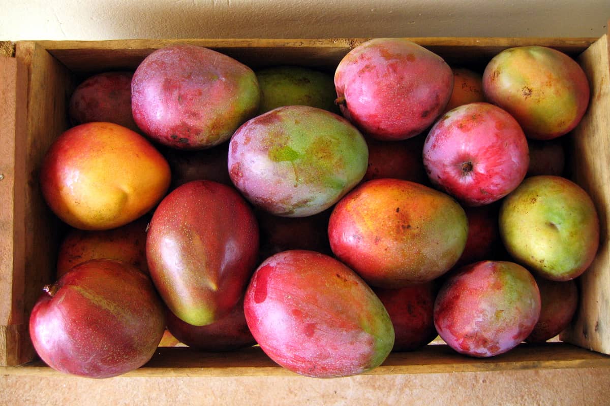 how to choose a ripe mango