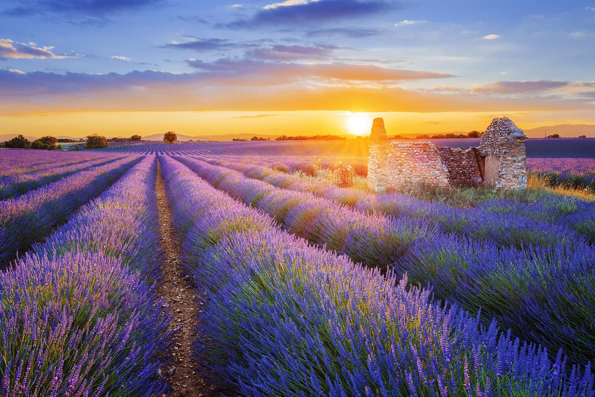 lavender fields southern france