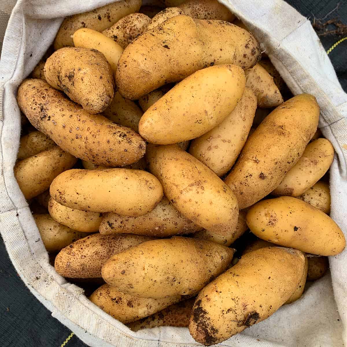 garden fresh fingerling potatoes daring gourmet