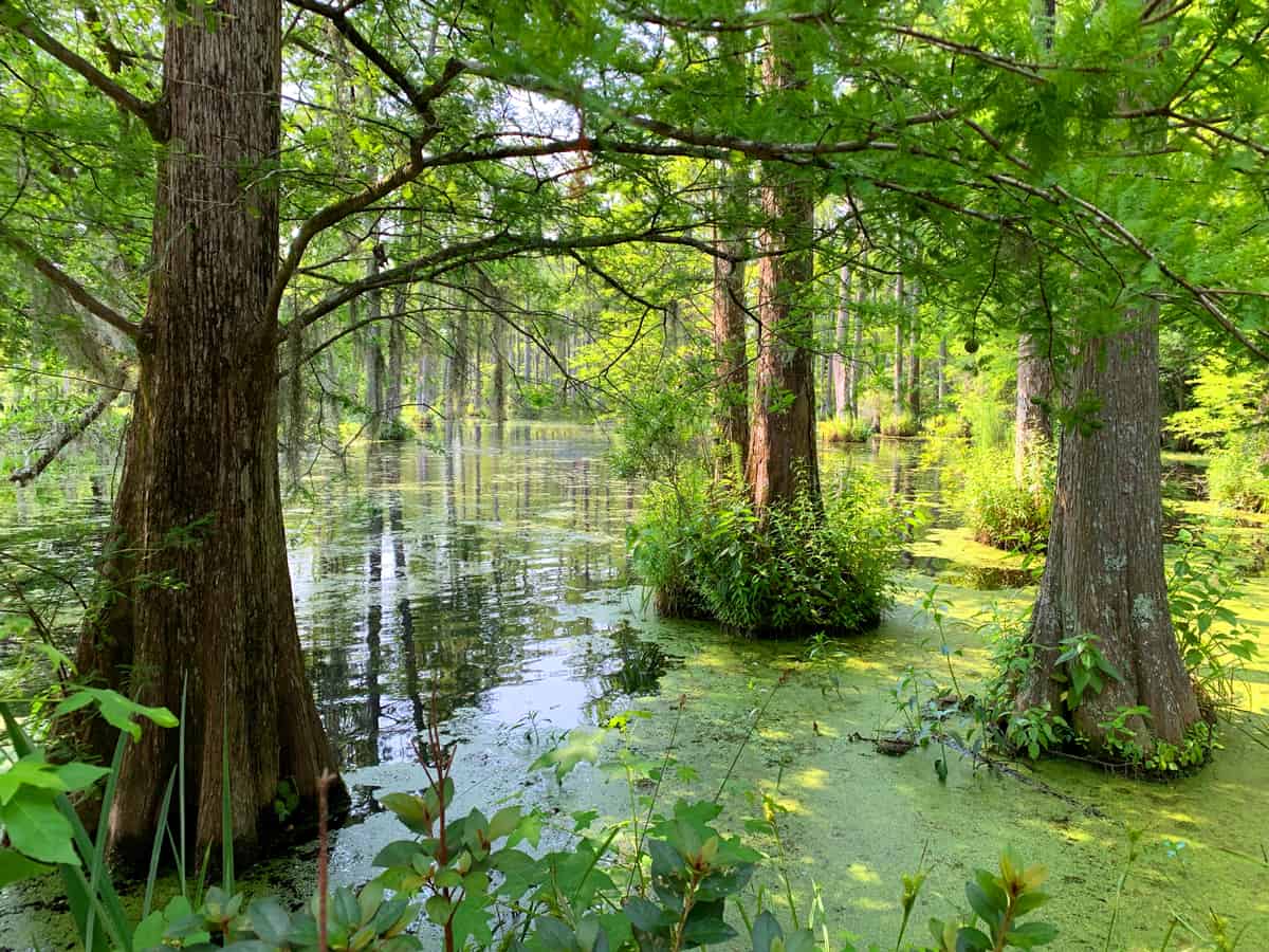 south carolina swamp the daring gourmet