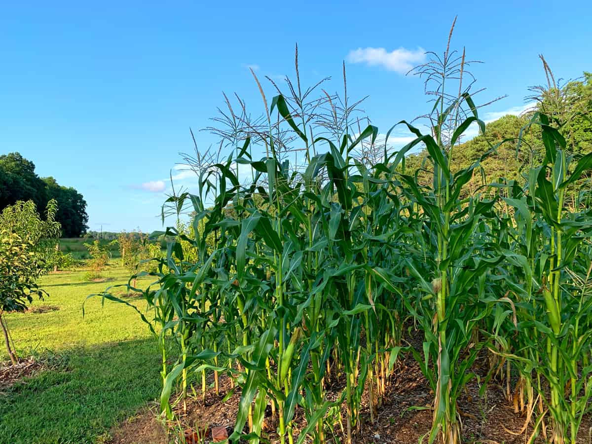 corn field the daring gourmet