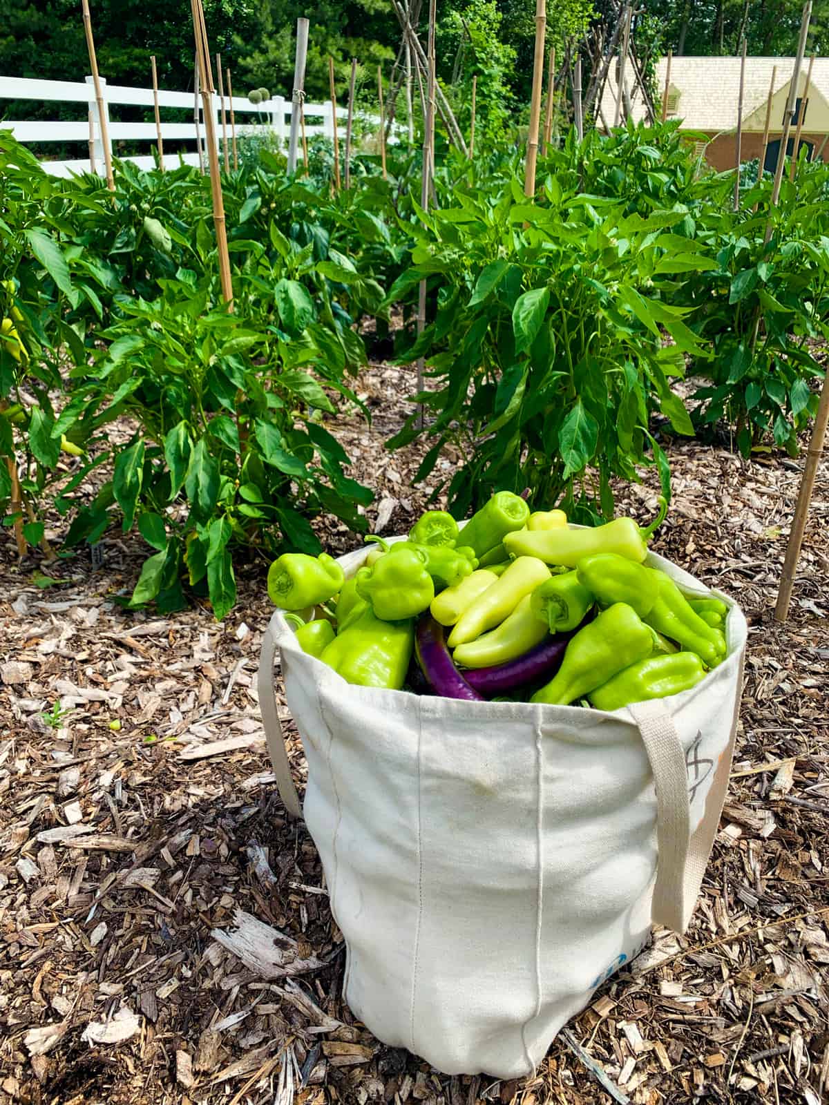 garden fresh peppers daring gourmet