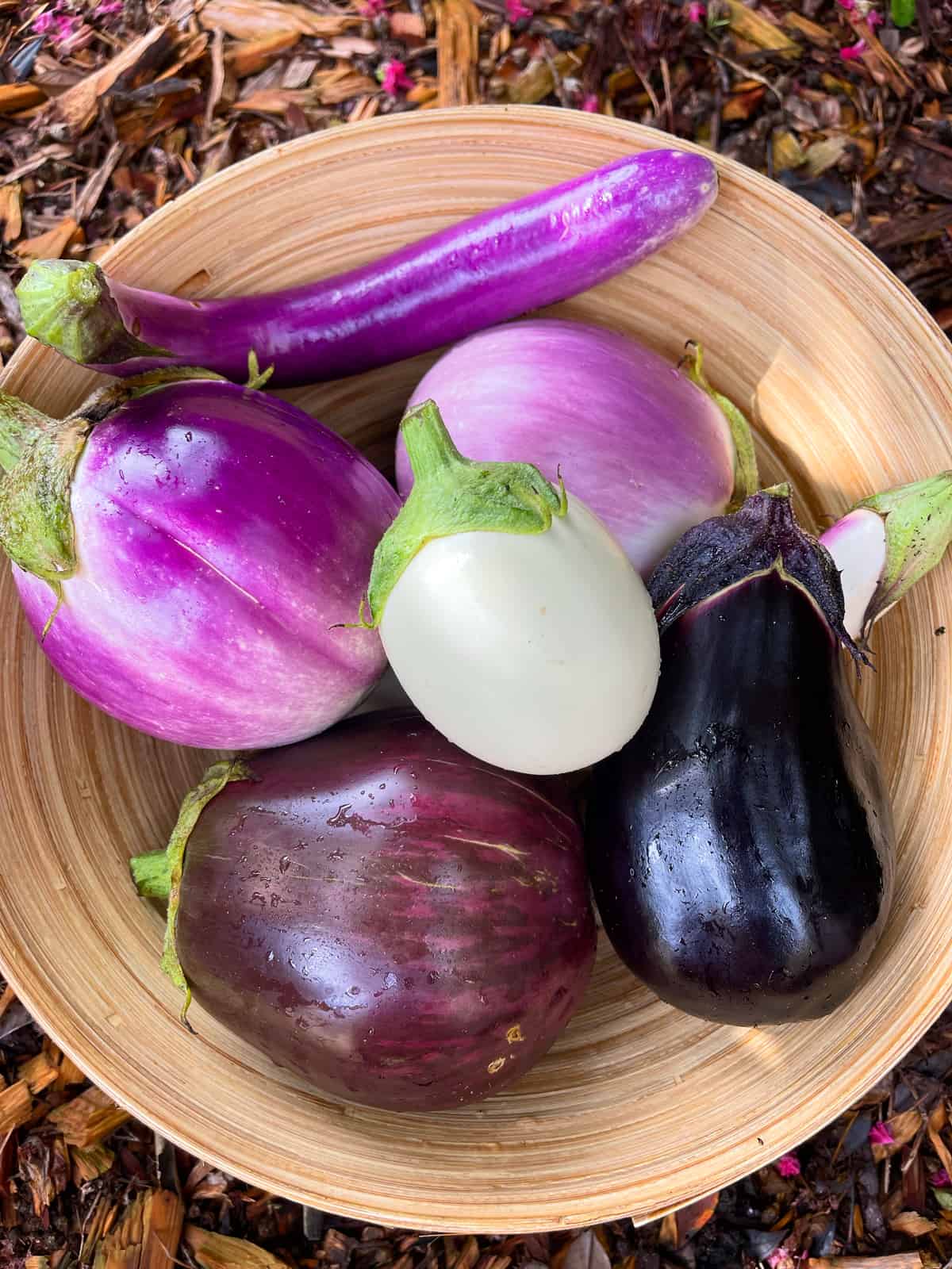 garden fresh eggplants daring gourmet