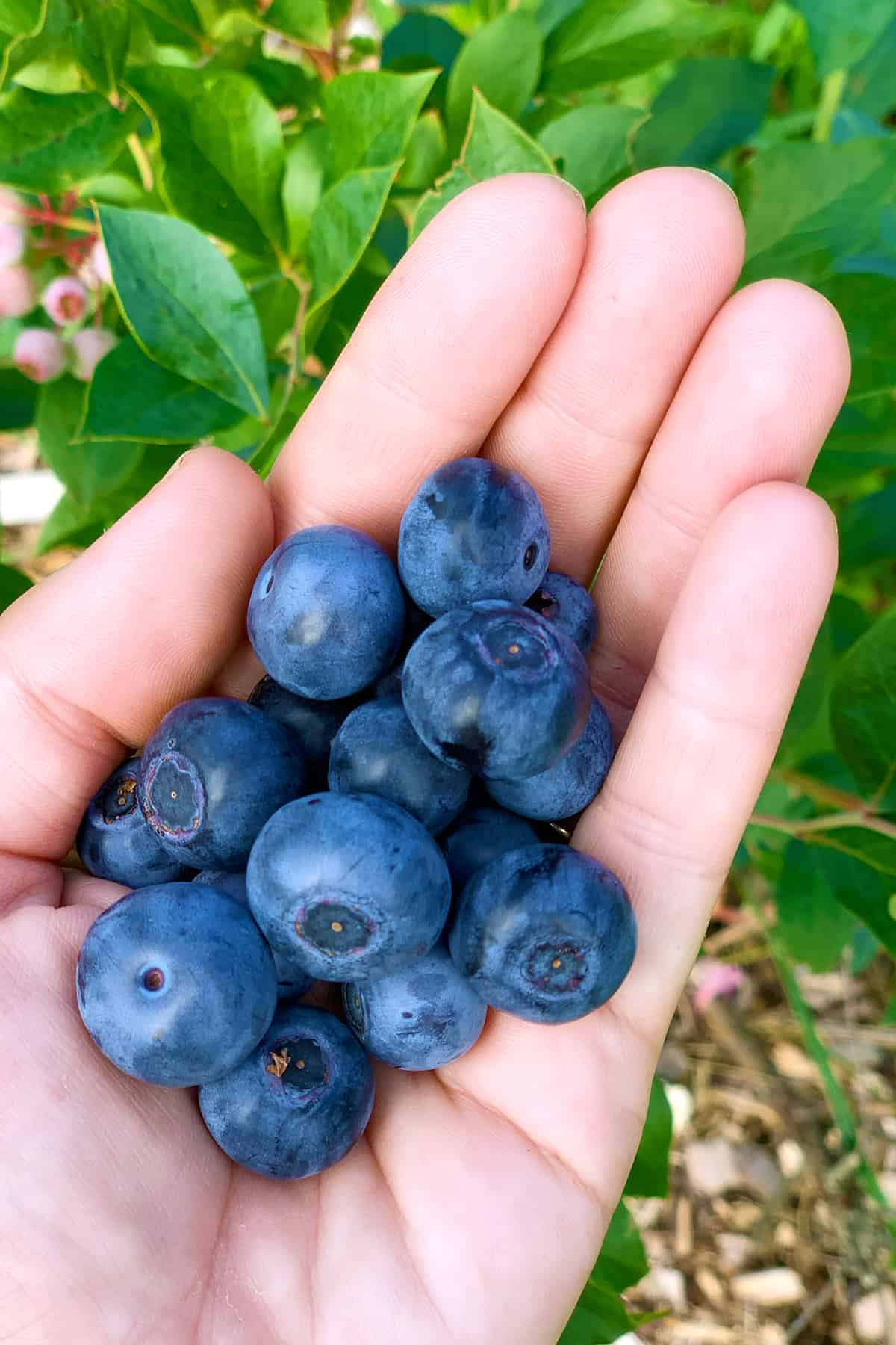 fresh blueberries