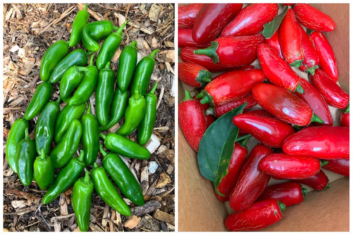 prinokusių raudonųjų jalapeno pipirų