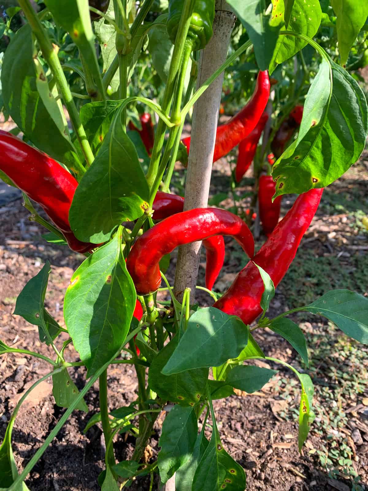 growing paprika peppers Hungarian