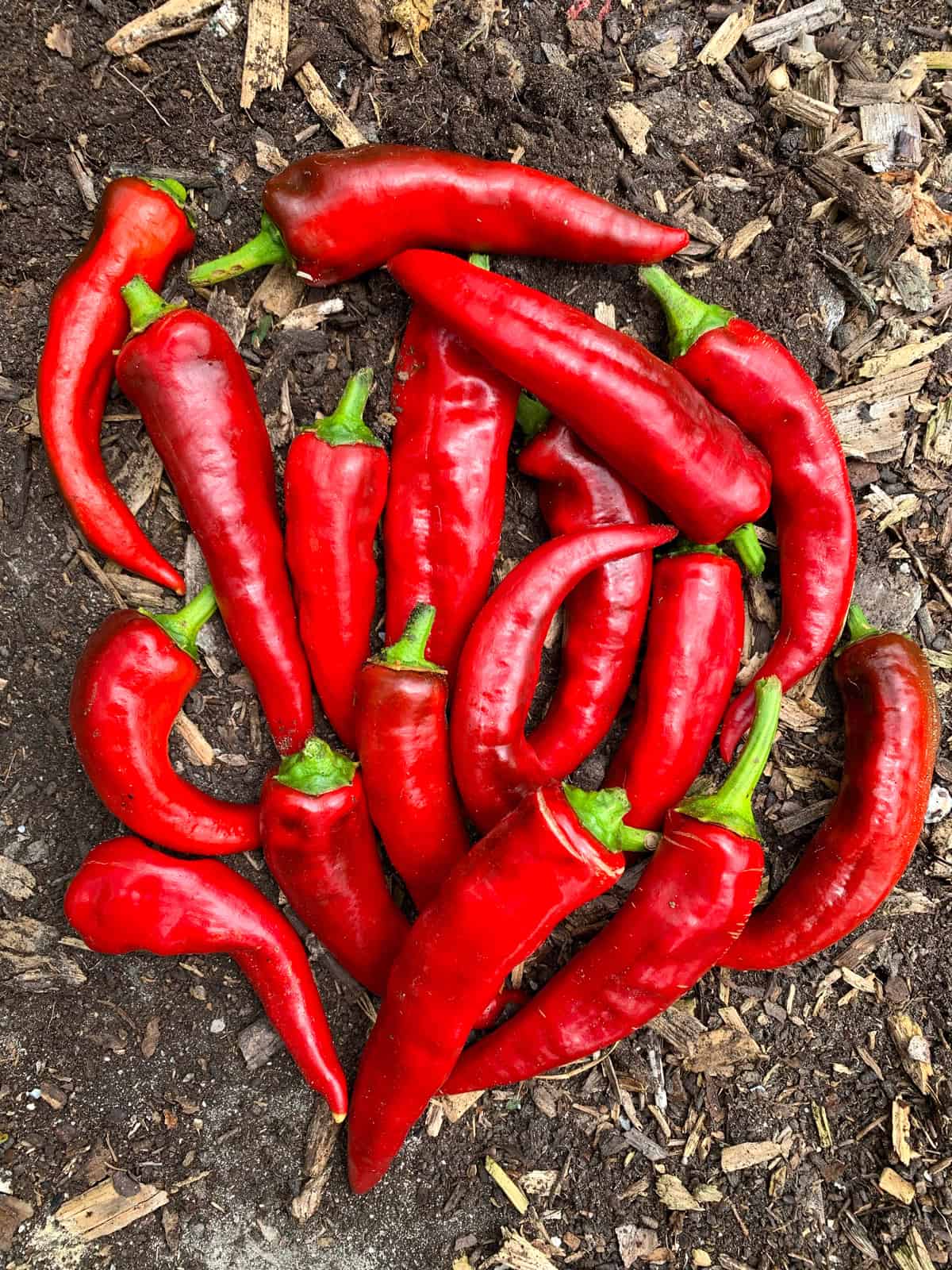 growing paprika peppers Hungarian homemade