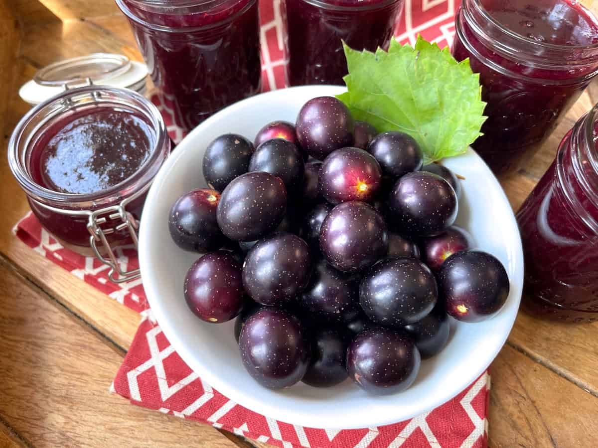 muscadine jelly recipe without pectin how to make homemade scuppernong jam southern grape