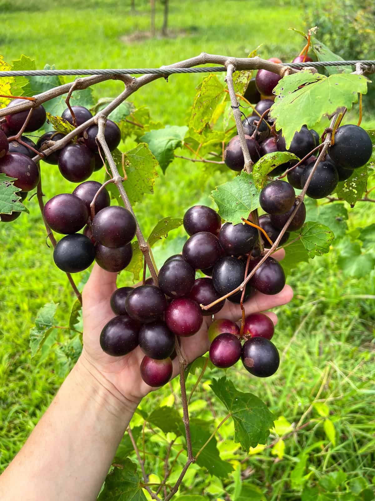 muscadines on the vine