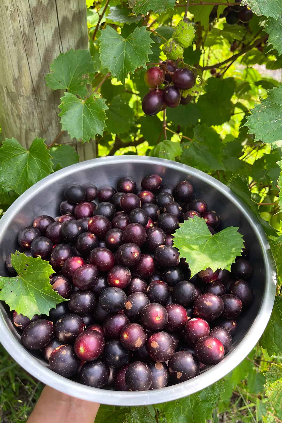 garden fresh muscadines