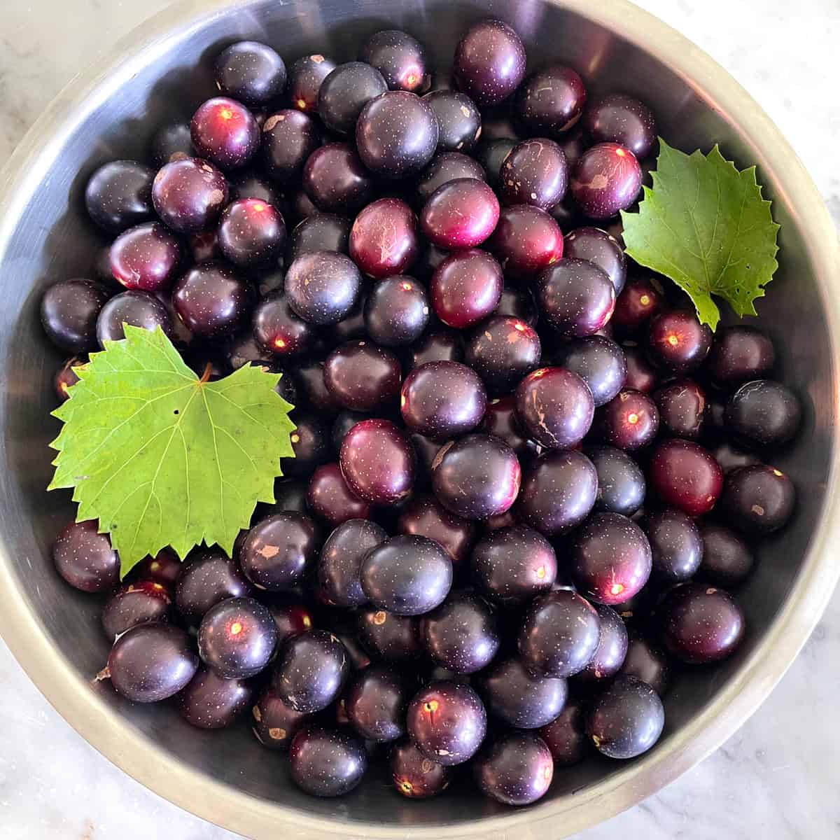 bowl of fresh muscadines