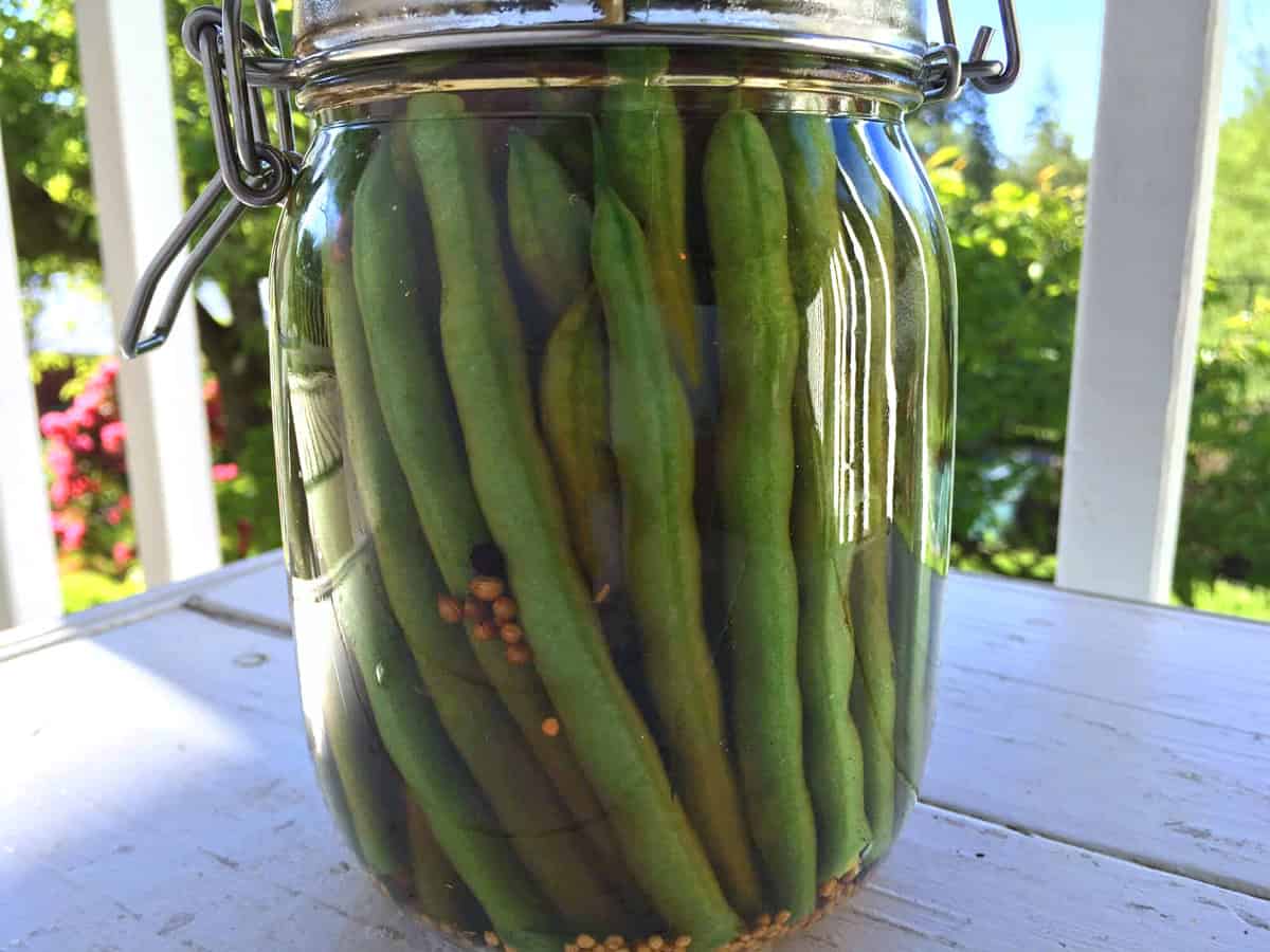 pickled green beans recipe homemade dilly beans diy brine preserving