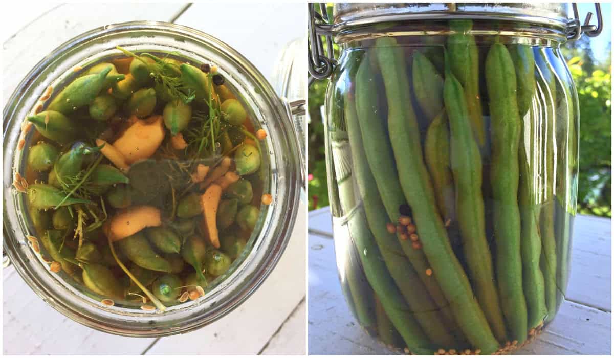 pickled green beans recipe homemade dilly beans diy brine preserving
